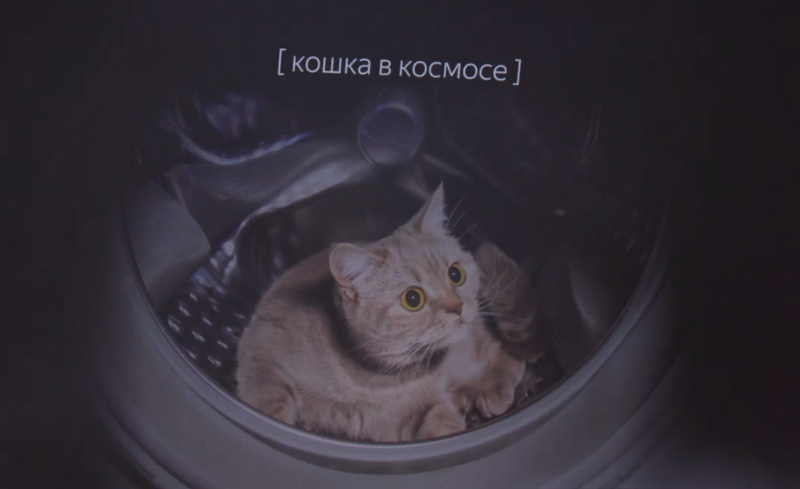 cat cat