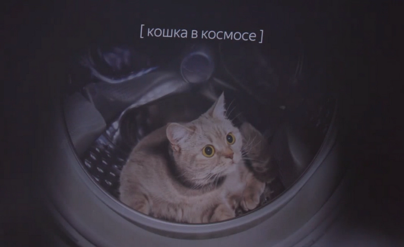 cat cat