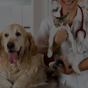 Картинка кейса VETDOCS